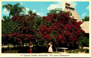Florida Lake Wales The Great Masterpiece Beautiful Crimson Bougainvillea In F...