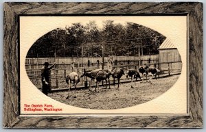 Vtg Bellingham Washington WA Ostrich Farm 1910s Embossed View Old Postcard