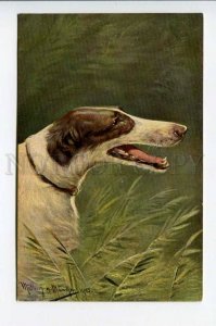 422945 HUNT Portrait BORZOI Dog by MULLER vintage NOVITAS PC