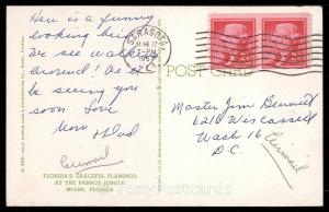 Florida's Graceful Flamingo