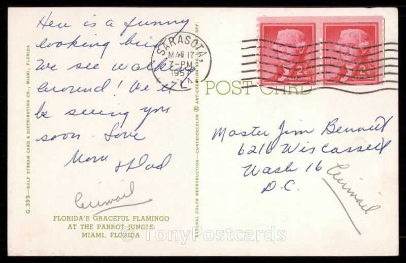 Florida's Graceful Flamingo