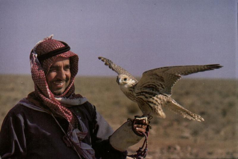 bahrain, Native Falconer with Falcon (1970s) Postcard