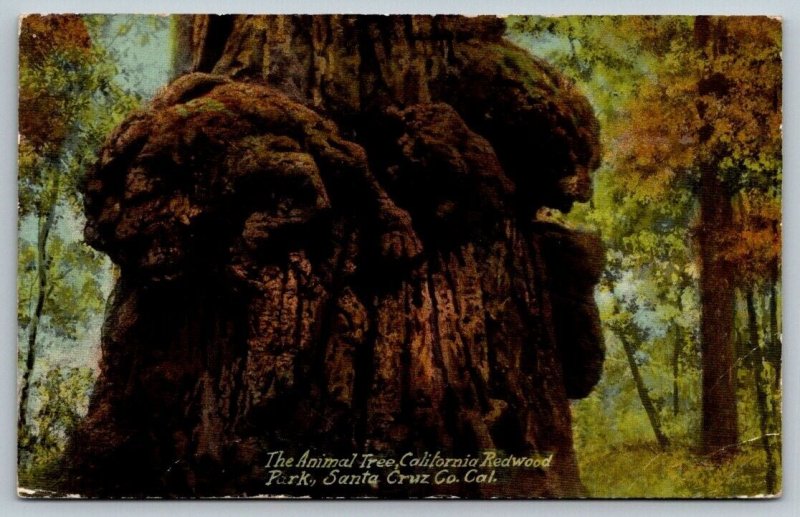 Vintage California Postcard - The Animal Tree - Redwood Park - Santa Cruz 1915