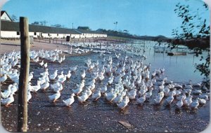 USA Long Island Duck Farm New York Chrome Postcard 09.40