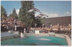 Dolphins, Vancouver Public Aquarium, Stanley Park, VANCOUVER, British Columbi...