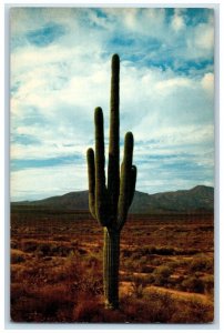 Saguaro Giant Cactus In Desert Phoenix Arizona AZ Unposted Vintage Postcard