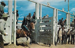 Rodeo Cowboy Riding Bucking Bronco Leaving Gate