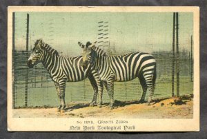 dc507 - NEW YORK 1908 ZOO Zebra Horses Postcard