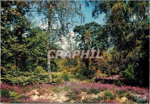 Postcard Modern Sologne Under birch wood bruyeres fourgeres