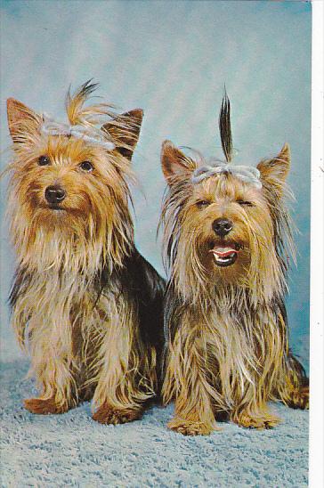 Yorkshire Terriers With Blue Ribbons