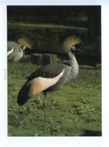 195545 Africa Crowned crane old postcard