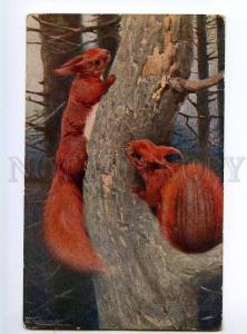 131805 SQUIRREL Sciurus vulgaris Vintage Russian St.Eugenie PC