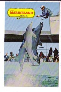 Jumping Porpoises, Marineland, Florida
