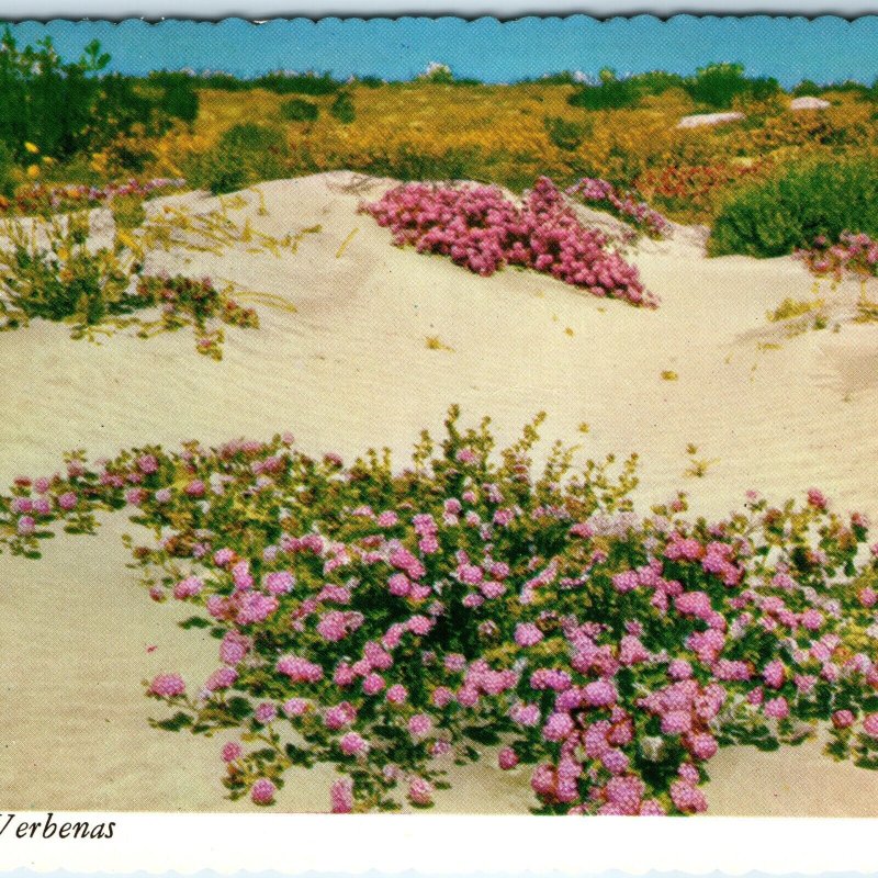 c1970s Pub. Phoenix, AZ Desert Verbenas on Sand Dunes Purple Flowers 4x6 PC M13