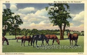 Blue Grass Scene Old Kentucky Horse Unused 