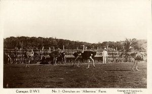 curacao, D.W.I., Ostriches on Albertina Farm (1920s) Capriles No 1 RPPC Postcard