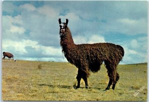 Postcard - Alpaca in the Sierra - Peru