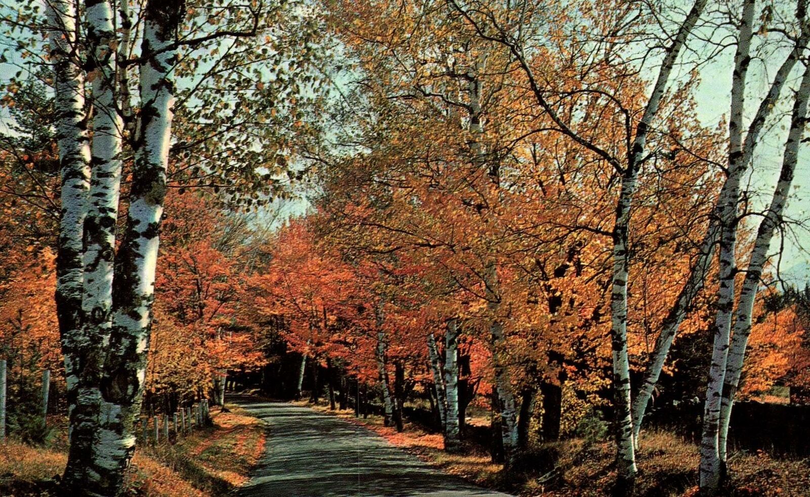 Vintage Postcard Scene Typical Fall View Walkway Thoroughfare Scene ...