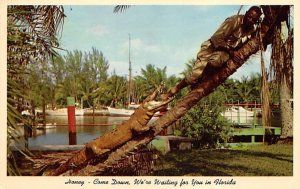 Alligator Chasing Man Up a Tree  Alligator FL