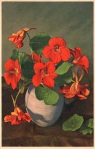 Vintage Postcard Tropaeolum Majus Kapuzinerkresse Capucine Grande Large Indian