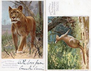 London Zoo Advertising Kangaroo Lioness 2x Old Gardens Postcard