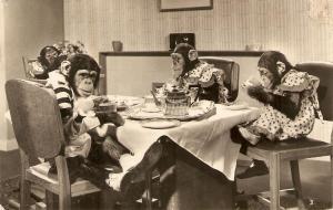 \Dressed monkeys tea party\ Nice English postcard