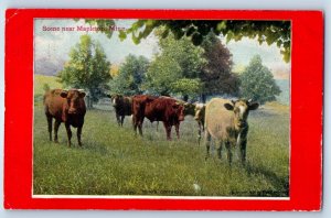1912 Mapleton Minnesota Vintage Postcard Scene Cow Herd Field Exterior Posted