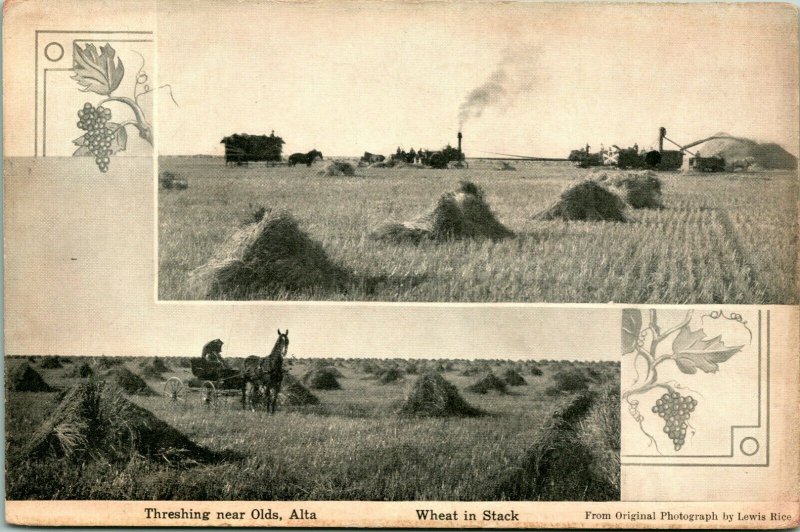 Vtg Postcard - Olds Alberta Canada Lewis Rice Photo Threshing Farm Steam Tractor