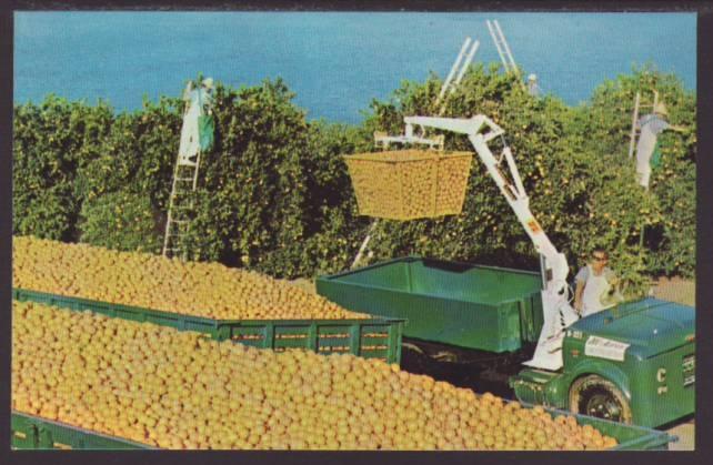 Picking Oranges in FL Postcard 