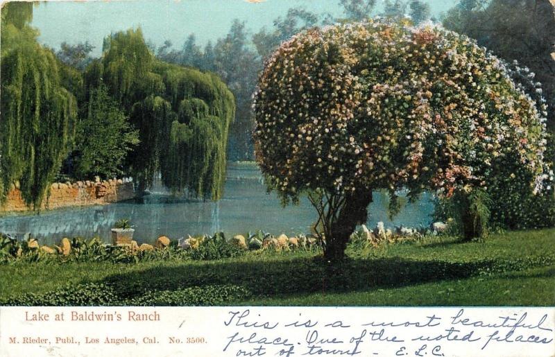 Los Angeles~Baldwins Ranch~Weeping Willow Tree Dips in Lake~1905 Postcard 