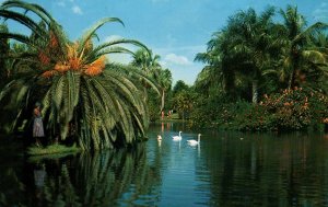 White Swans,Sarasota Jungle Gardens,FL BIN
