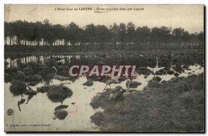 Old Postcard L & # 39hiver in Landes Crane surprises in a lagoon