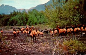 Roosevelt Elk