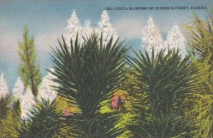 Florida Yucca Blossoms Or Spanish Bayonet