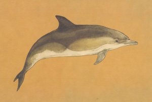 Short Beaked Common Dolphin Fish Cetacean Painting Postcard