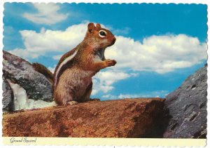 Ground Squirrel US Rocky Mountains   4 by 6 size