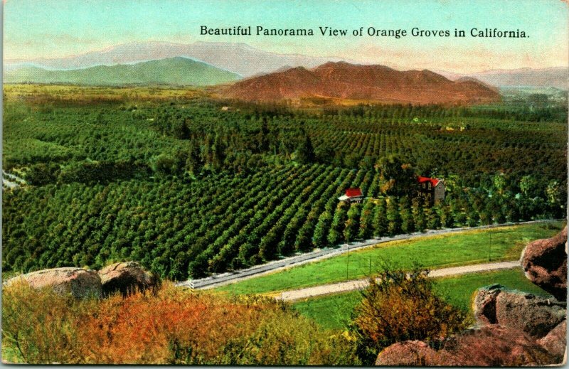 Vtg Postcard 1900s Beautiful Panorama View of Orange Groves in California Unused