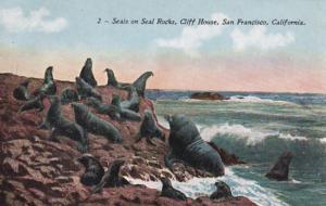 California San Francisco Seals On Seal Rocks Cliff House