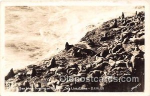 Sea Lion Caves Real Photo - Sea Lions Unused 