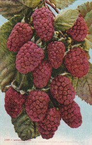 Loganberries Fruit by Edward Mitchell