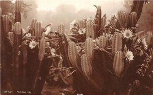 RPPC Cactus, Pomona, CA Cacti Groff Desert Real Photo c1910s Vintage Postcard