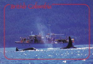 Whale Watching Killer Whales British Columbia Canada