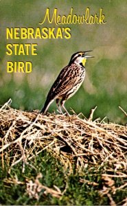 Nebraska State Bird The Meadowlark