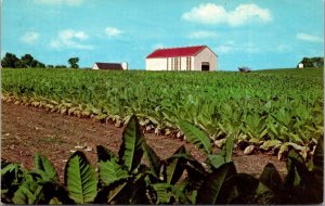 Kentucky Typical Tobacco Field