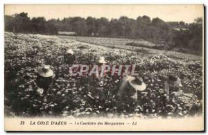 Old Postcard picking daisies Cote d & # 39Azur