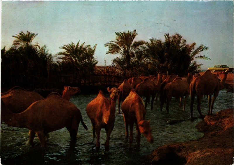 PC CPA BAHRAIN, BAHRAIN, DRINKING TIME FOR CAMELS, Modern Postcard (B3767)