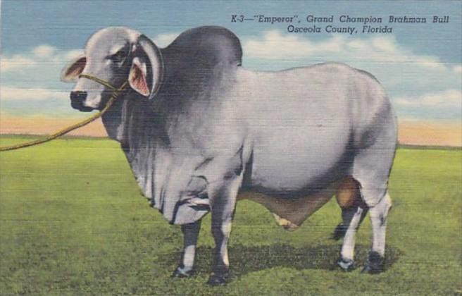 Florida Grand Champion Brahman Bull Emperor Curteich