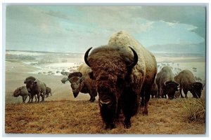 c1950 Group Of Bison University Of Nebraska State Of Museum Lincoln NE Postcard