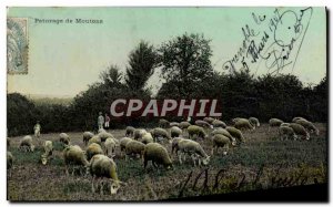 Old Postcard Folklore Sheep Pasture