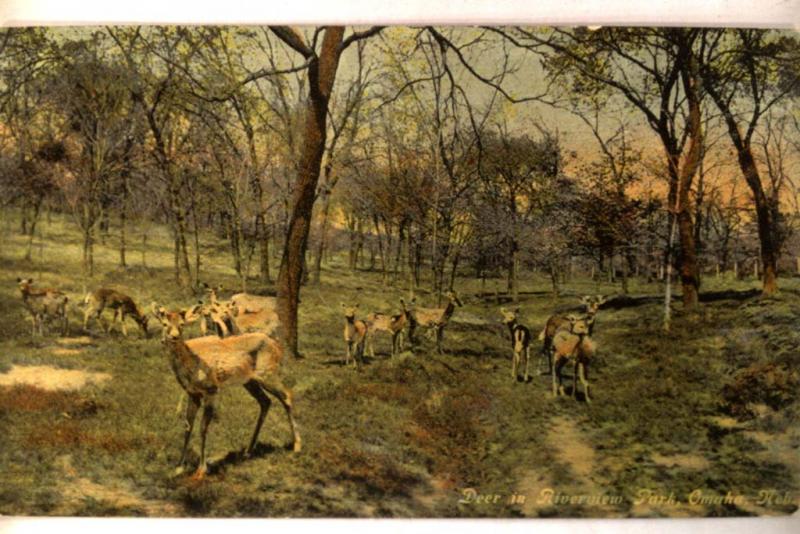 1912 Deer In Riverview Park - Omaha Nebraska NE Postcard y4713